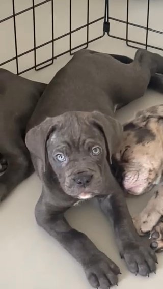 Cane Corso Bloodline in London