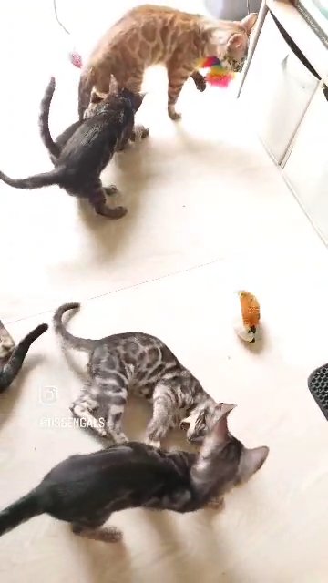 2 bengal kittens in Derby