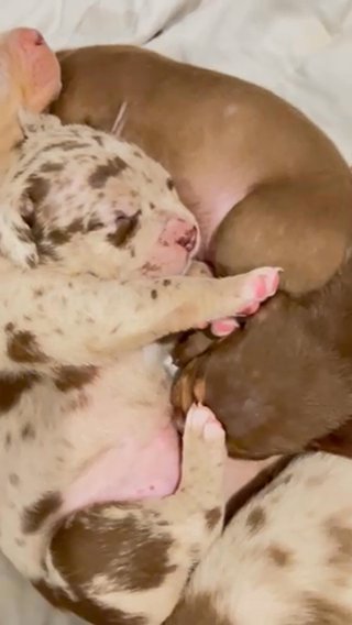 Top class ABKC American Bully Puppies ? in London