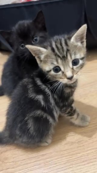 Mixture Of Kittens And 1year Old Cats in Manchester