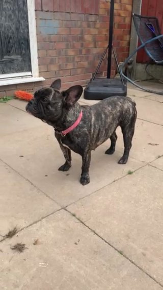 French Bulldog Female in Preston