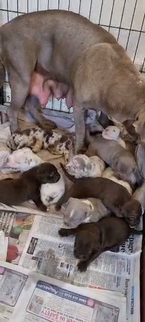 xl pups in Barnsley
