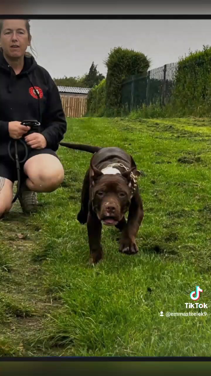 xl male pup in Barnsley