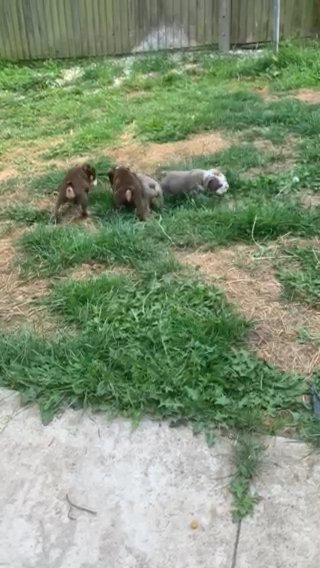 English Bulldogs in Brighton