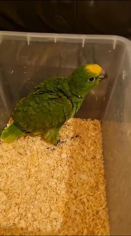 Yellow Headed Amazon Parrot in Southampton