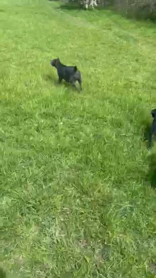 Cane Corso X Presa Female 5month Old £100 Need Gone Today! in Sheffield