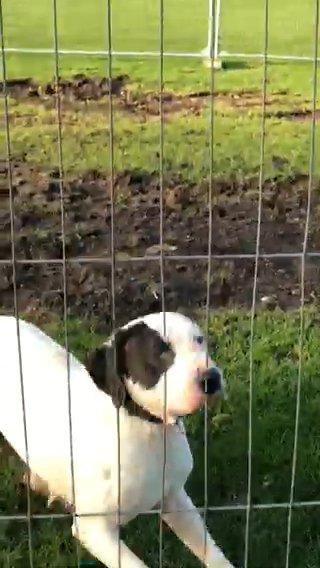 Mastiff Female in Bradford