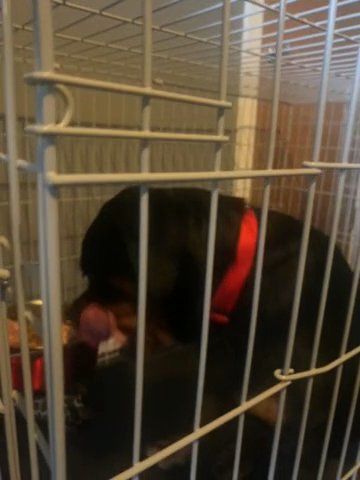 Championship Bloodline Rottweiler in Glasgow