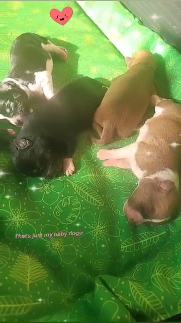 5 cute little puppys 3 girls 2 boys in Pendle