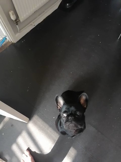 18 month old frug female in Wealden