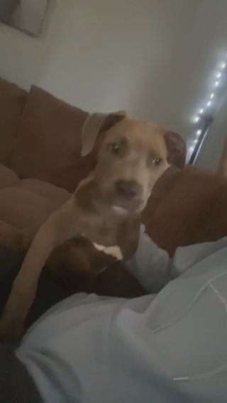 Xl American Bully in Leicester