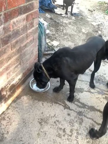 Mastiff in Bradford