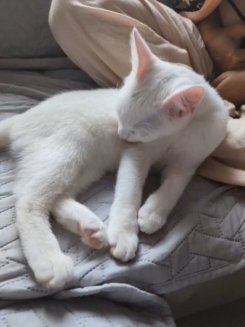 Turkish Van kitten 4 months old in Bradford