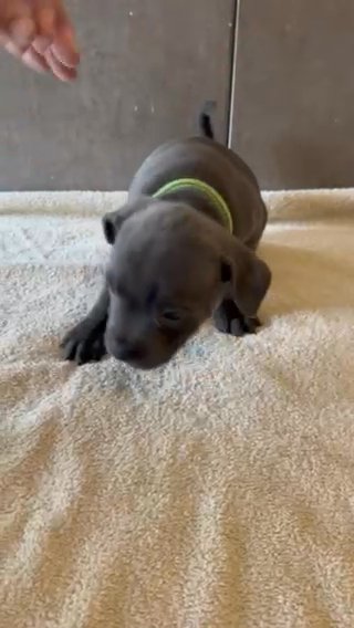 Staffordshire Bull, Terriers in Cardiff