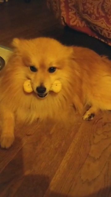 Beautiful long haired golden boy - urgent re-home! in London