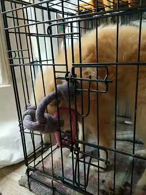 Gorgeous 2 yr old pom boy! Urgent re-home! in London