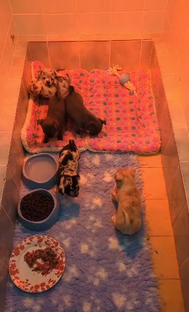 Merle Chihuahua puppies - genetic tested parents from imported lines in Brighton and Hove