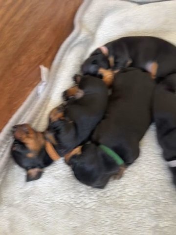 Black Tan Dachund Puppies Portsmouth in Hampshire