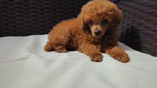 Red KC Registered Toy poodle - PRA clear in Brighton and Hove