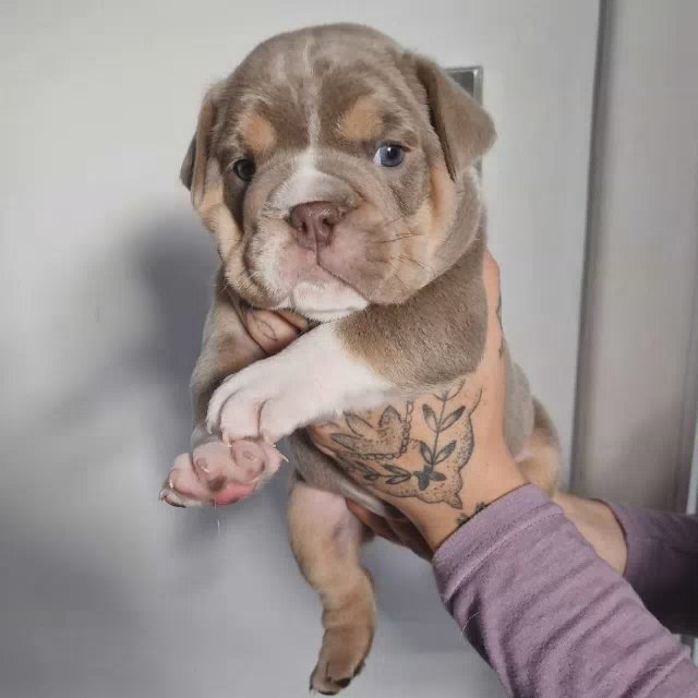 ***READY NOW*** Beautiful English Bulldogs For Sale in New Forest