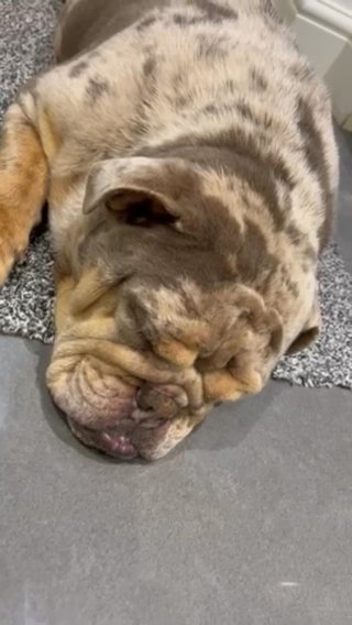 Kc Reg Female Bulldog in Solihull