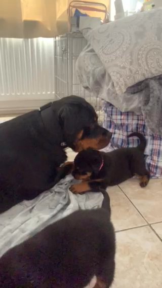 Rottweiler pups in Horsham