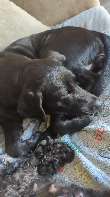 Quality F1B Labradoodle Puppies For Sale DUE 4/9 in Blackpool