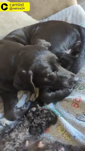 Quality F1B Labradoodle Puppies For Sale DUE 4/9 in Blackpool