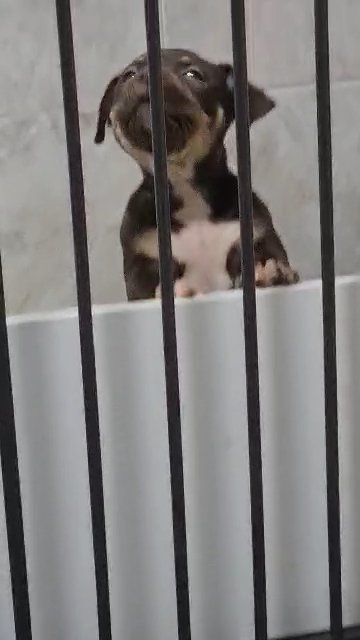 ABKC MICRO BULLY in Blackburn with Darwen
