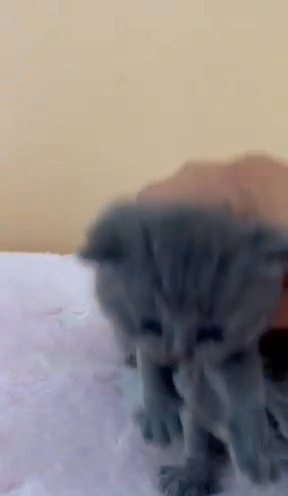 Beautiful and cute BSH blue girls for sale in Huntingdonshire
