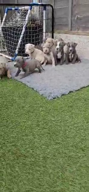 American bully pup in Birmingham