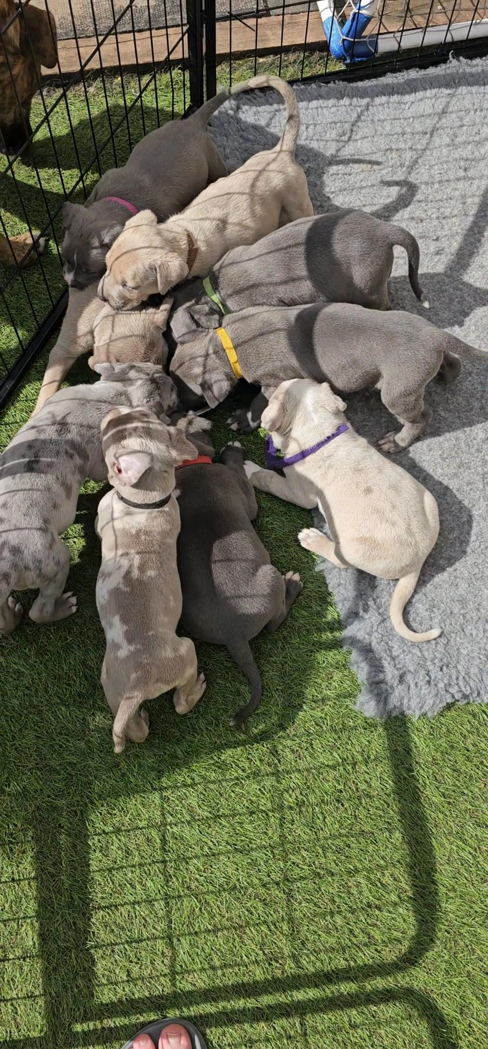 Bully puppy in Birmingham