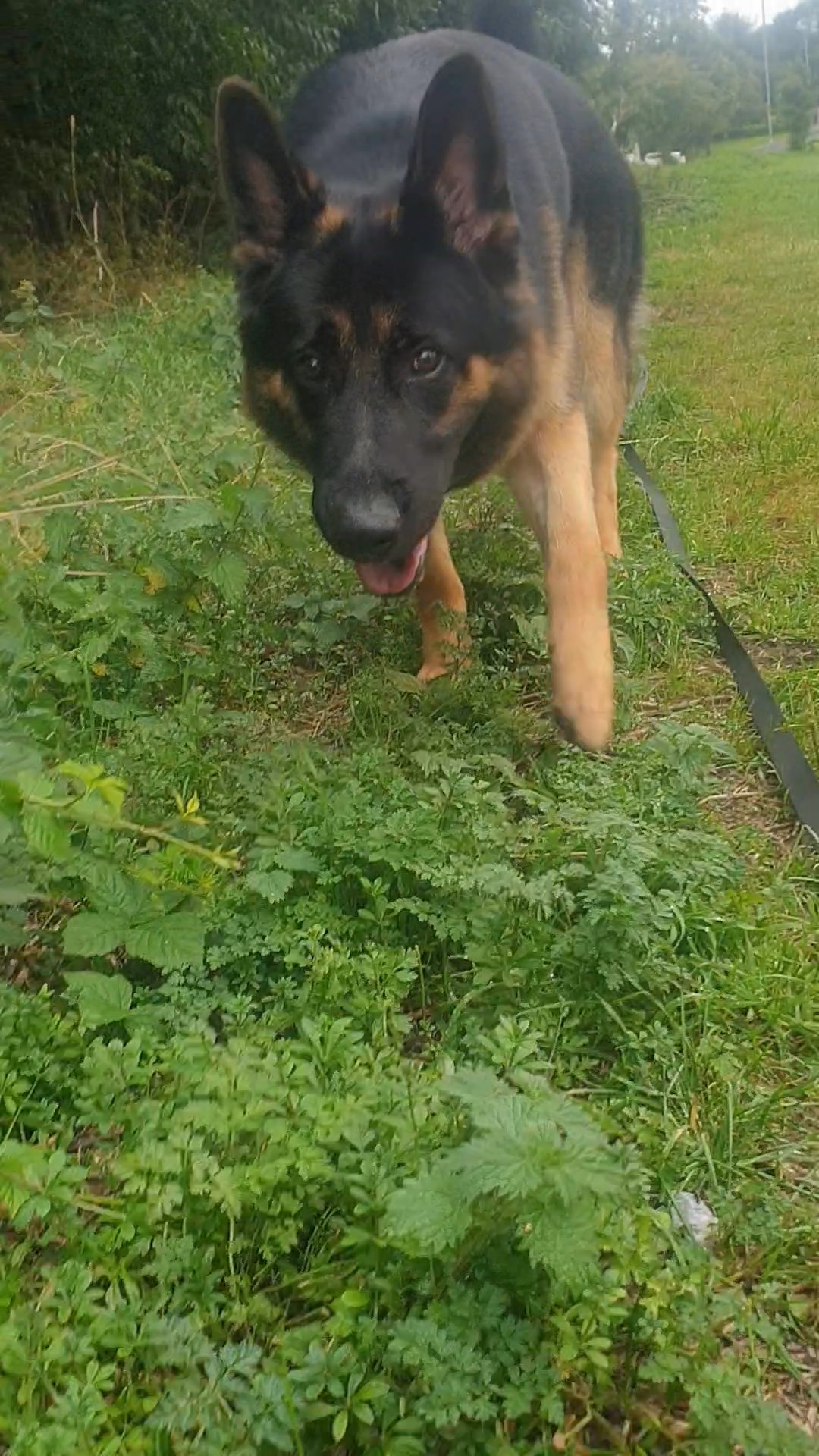 year old German shepherd in Birmingham