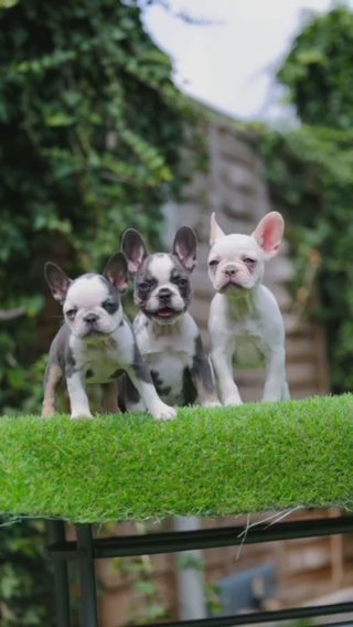 Quality Dna French Bulldogs🩸🏆 in Harlow