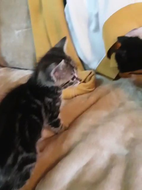 Five Adorable Beautiful Kittens! ? in Chorley