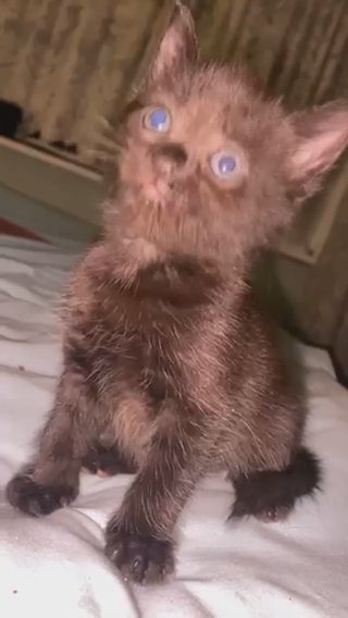 6 kittens 3 boys, 3 girls ready to leave this friday! in Dudley