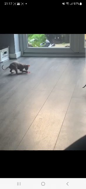 1x male 2x female sphynx in Bradford