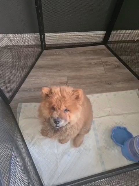 chow chow red boy in Walsall
