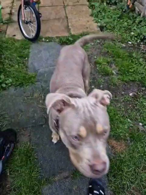 male xl bully 8months old in Kettering