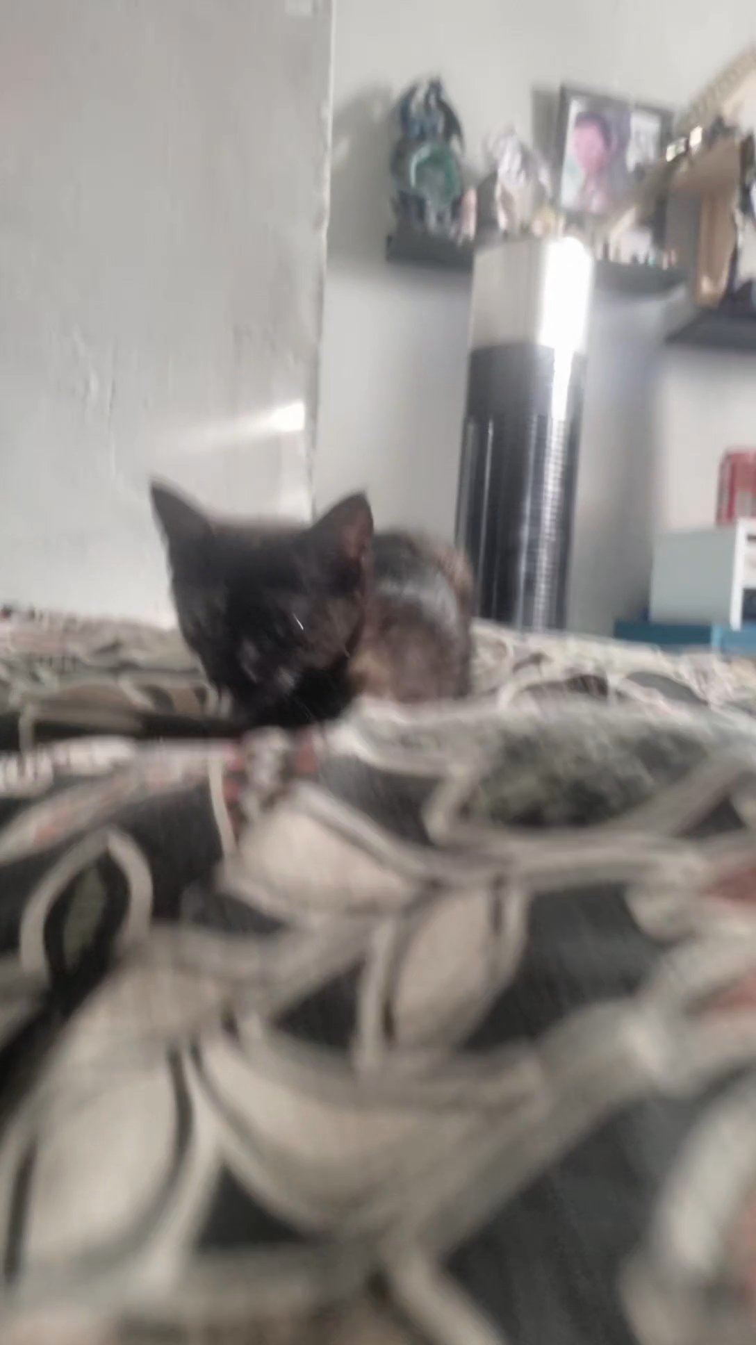 kitten in London
