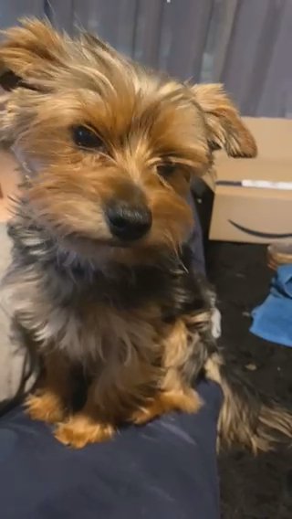 STUD ONLY - Miniature Yorkshire Terrier in Liverpool