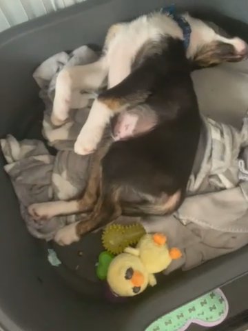 Collie Pup in Blackpool