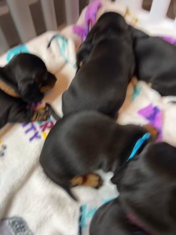 Dachshund Puppies One Boy 2 Girls in Hampshire