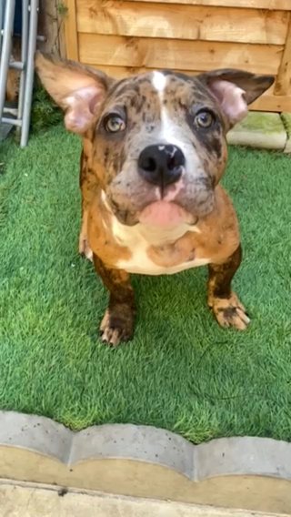 Last American Pocket/micro Bullie in Barnsley