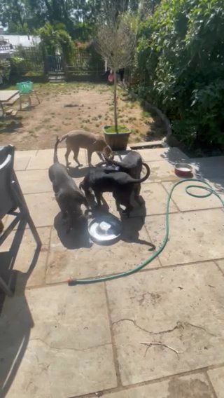 Male American Bully Pup in London