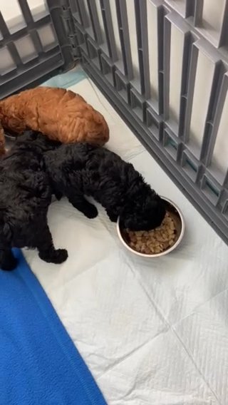 Toy Poodle Girls in South Staffordshire