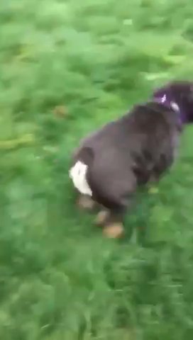 English Bulldog Female in Colchester
