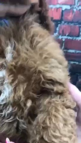 Price Reduced. Fox RedCockapoo Boys in Wrexham