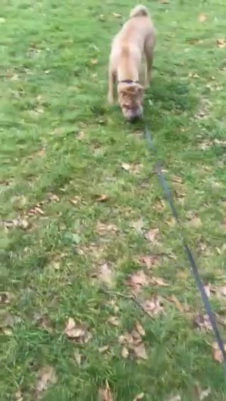 Sharpei Girl Needs Rehoming in London