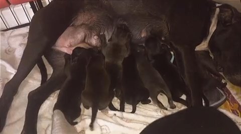 Staffordshire Bull Terrier Puppies in Glasgow